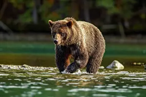 Wading Prints: Grizzly bear (Ursus arctos)- Hunting sockeye salmon along the shore of the Chilko River