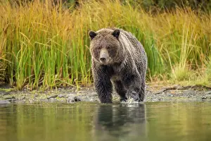 Maternal Instincts Prints: Grizzly bear (Ursus arctos)- Hunting sockeye salmon spawning in the Chilko River