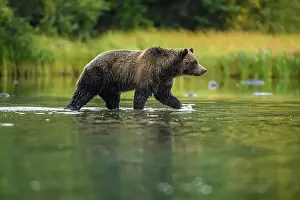 Maternal Instincts Prints: Grizzly bear (Ursus arctos)- Hunting sockeye salmon spawning in the Chilko River