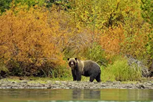 Danger Prints: Grizzly bear (Ursus arctos)- Hunting for spawning salmon along the shoreline of a salmon river