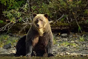 Danger Prints: Grizzly bear (Ursus arctos)- Hunting for spawning salmon along the shoreline of a salmon river