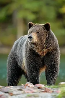 Danger Prints: Grizzly bear (Ursus arctos)- Hunting for spawning salmon along the shoreline of a salmon river