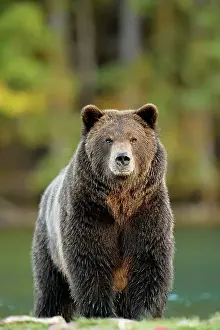 Grizzly bear (Ursus arctos)- Hunting for spawning salmon along the shoreline of a salmon river, Chilcotin Wilderness, BC Interior, Canada