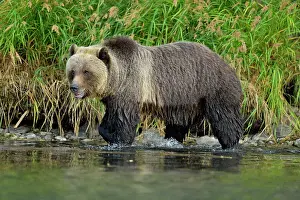 Danger Prints: Grizzly bear (Ursus arctos)- Hunting for spawning salmon along the shoreline of a salmon river