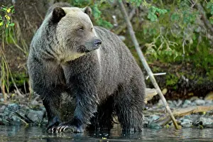 Danger Prints: Grizzly bear (Ursus arctos)- Hunting for spawning salmon along the shoreline of a salmon river