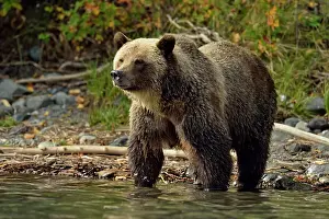 Danger Prints: Grizzly bear (Ursus arctos)- Hunting for spawning salmon along the shoreline of a salmon river