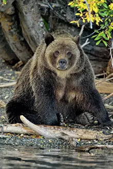 Danger Prints: Grizzly bear (Ursus arctos)- Hunting for spawning salmon along the shoreline of a salmon river