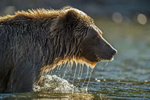 Wading Prints: Grizzly bear (Ursus arctos)- Hunting for spawning sockeye salmon in the Chilko River