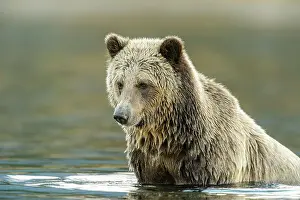 Wading Prints: Grizzly bear (Ursus arctos)- Hunting for spawning sockeye salmon in the Chilko River