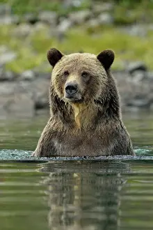 Fresh Water Prints: Grizzly bear (Ursus arctos)- Hunting spawning sockeye salmon in a salmon river