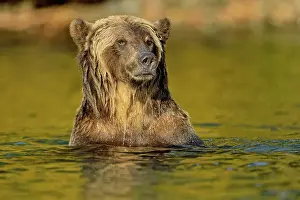 Danger Prints: Grizzly bear (Ursus arctos)- Hunting spawning sockeye salmon in a salmon river