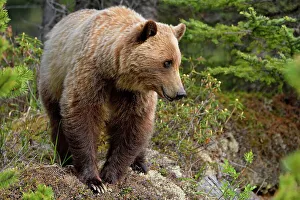 Wildlife Refuge Prints: Grizzly bear (Ursus arctos), Jasper National Park, Alberta, Canada