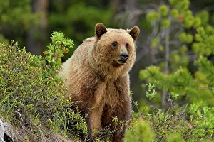 Wildlife Refuge Prints: Grizzly bear (Ursus arctos), Jasper National Park, Alberta, Canada