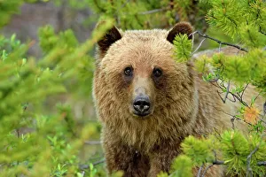 Grizzly bear (Ursus arctos), Jasper National Park, Alberta, Canada