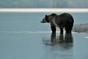 Danger Prints: Grizzly bear (Ursus arctos)- Looking for salmon along the shoreline of Chilko Lake
