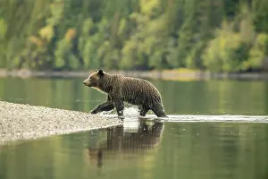 Observant Prints: Grizzly bear (Ursus arctos)- Mother bear hunting sockeye salmon spawning in the Chilko River