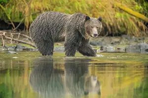Observant Prints: Grizzly bear (Ursus arctos)- Mother bear hunting sockeye salmon spawning in the Chilko River