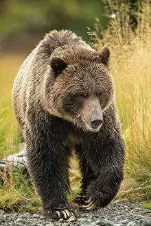Observant Prints: Grizzly bear (Ursus arctos)- Mother bear hunting sockeye salmon spawning in the Chilko River
