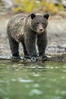 Observant Prints: Grizzly bear (Ursus arctos)- Mother bear hunting sockeye salmon spawning in the Chilko River
