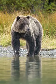 Maternal Instincts Prints: Grizzly bear (Ursus arctos)- Mother bear hunting sockeye salmon spawning in the Chilko River
