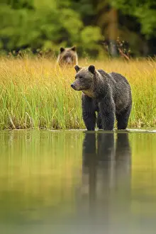 Females Prints: Grizzly bear (Ursus arctos)- Mother bear hunting sockeye salmon spawning in the Chilko River