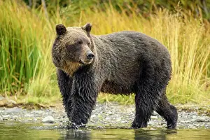 Maternal Instincts Prints: Grizzly bear (Ursus arctos)- Mother bear hunting sockeye salmon spawning in the Chilko River