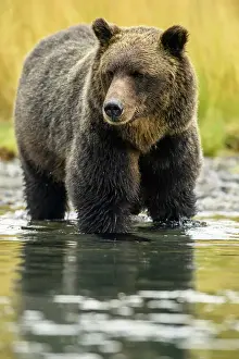 Maternal Instincts Prints: Grizzly bear (Ursus arctos)- Mother bear hunting sockeye salmon spawning in the Chilko River