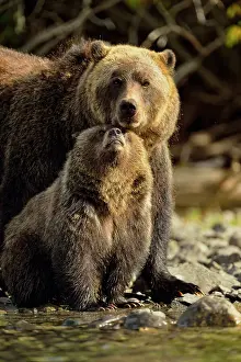 Animal Babies Prints: Grizzly bear (Ursus arctos)