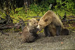 Observant Prints: Grizzly bear (Ursus arctos)- Mother and cub resting in the gravel along the shore of the Chilko River