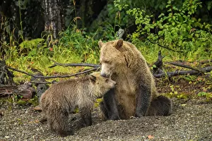 Observant Prints: Grizzly bear (Ursus arctos)- Mother and cub resting in the gravel along the shore of the Chilko River