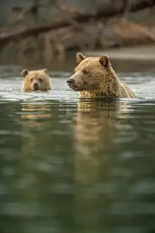 Animal Babies Prints: Grizzly bear (Ursus arctos)- Mother and first year cub hunting sockeye salmon spawning in the Chilko River