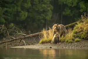 Animal Babies Prints: Grizzly bear (Ursus arctos)- Mother and first year cub hunting sockeye salmon spawning in the Chilko River