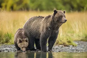 Maternal Instincts Prints: Grizzly bear (Ursus arctos)- Mother and first year cub hunting sockeye salmon spawning in the Chilko River