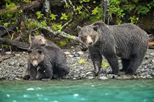 Observant Prints: Grizzly bear (Ursus arctos)- Mother and first year cubs hunting sockeye salmon spawning in the Chilko River