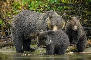 Maternal Instincts Prints: Grizzly bear (Ursus arctos)- Mother and first year cubs hunting sockeye salmon spawning in the Chilko River