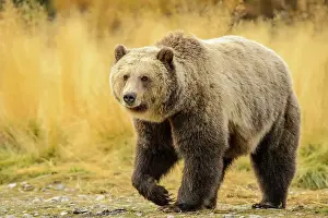Riverbeds Prints: Grizzly bear (Ursus arctos)- Resting in grass on the shore of the Chilko River