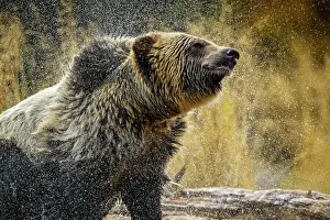 Wading Prints: Grizzly bear (Ursus arctos)- Shaking water from fur in the Chilko River