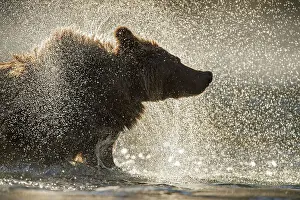 Wading Prints: Grizzly bear (Ursus arctos)- Shaking water from fur in the Chilko River