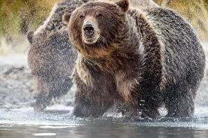 Wading Prints: Grizzly bear (Ursus arctos)- Shaking water from fur in the Chilko River