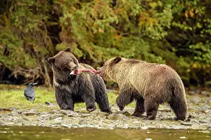 Wrestling Prints: Grizzly bear (Ursus arctos)- Siblings fighting over a salmon carcass