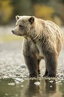 Females Prints: Grizzly bear (Ursus arctos)- Walking river shoreline in search of sockeye salmon