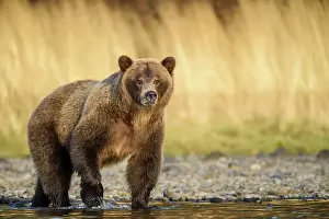 Family Families Prints: Grizzly bear (Ursus arctos)- Walking river shoreline in search of sockeye salmon