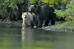 Colour Morphs Prints: Grizzly bear (Ursus arctos)- white first-year cub with brown mother feeding on salmon on Chilko River