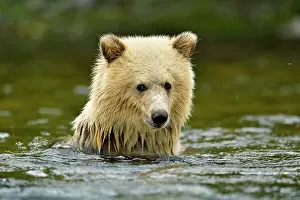 Colour Morphs Prints: Grizzly bear (Ursus arctos)- white first-year cub with brown mother feeding on salmon on Chilko River