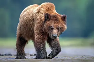 Mud Flats Prints: A grizzly bear walks covered in mud at low tide on the mud flats in the Khutzeymateen Grizzly Bear Sanctuary
