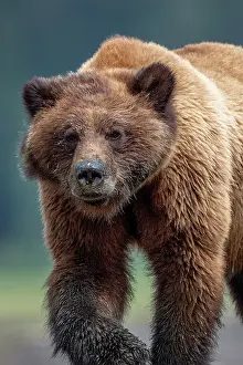 Mud Flats Prints: A grizzly bear walks at low tide w in the Khutzeymateen Grizzly Bear Sanctuary in British Columbia