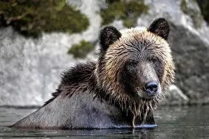 a grizzly bear in the water searching for salmon in the Great Bear rainfrest, BC, Canada