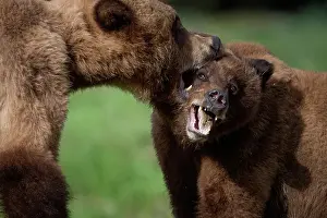 Bear Prints: Grizzly bears fighting in the Khtuzeymateen Grizzly Bear Sanctuary, Canada