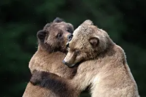 Bears Prints: Grizzly bears sparrin in the Khutzeymateen Grizzly Bear Sanctuary in British Columbia