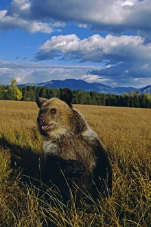 Brown Bear Prints: A grizzly brown bear in Alaska